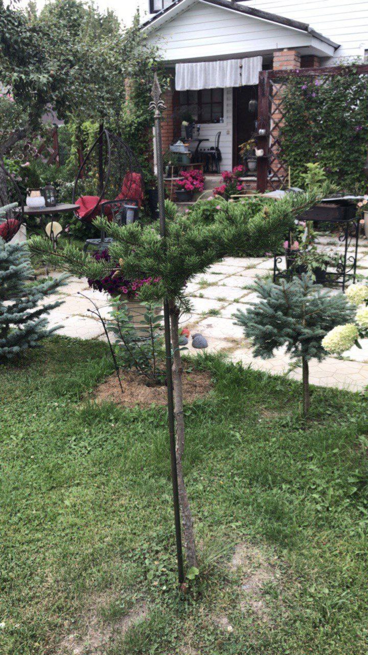 Pinus banksiana 'Prostrata'