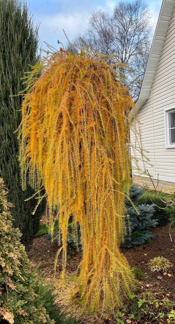 Larix decidua ‘Pendula’
