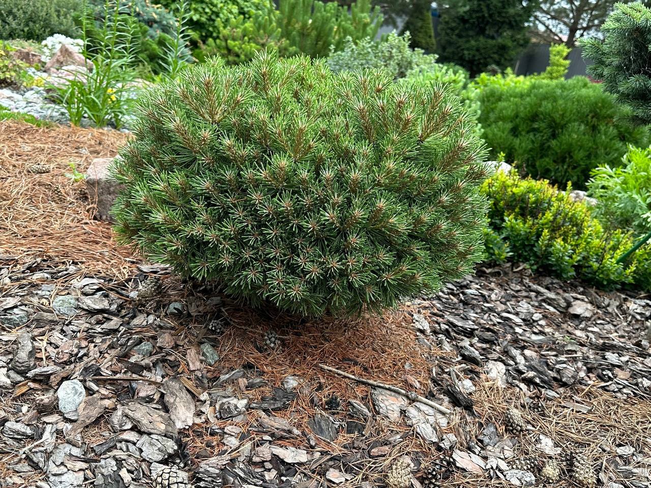 Pinus mugo 'Mini Mini'