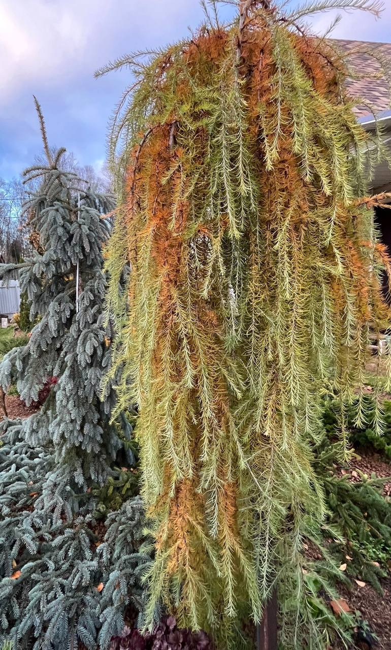 Larix kaempferi ‘Stiff Weeping’