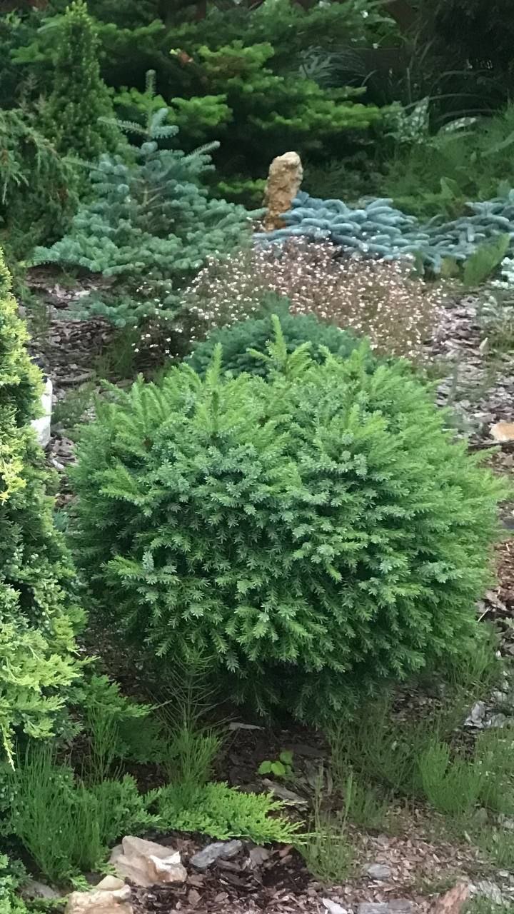 Picea omorika 'Treblitzsch'