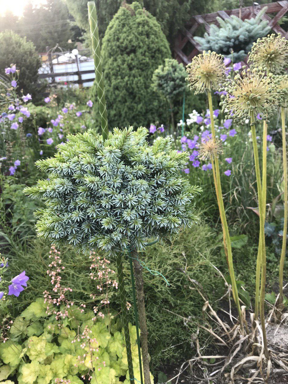 Picea omorika 'Albertii'