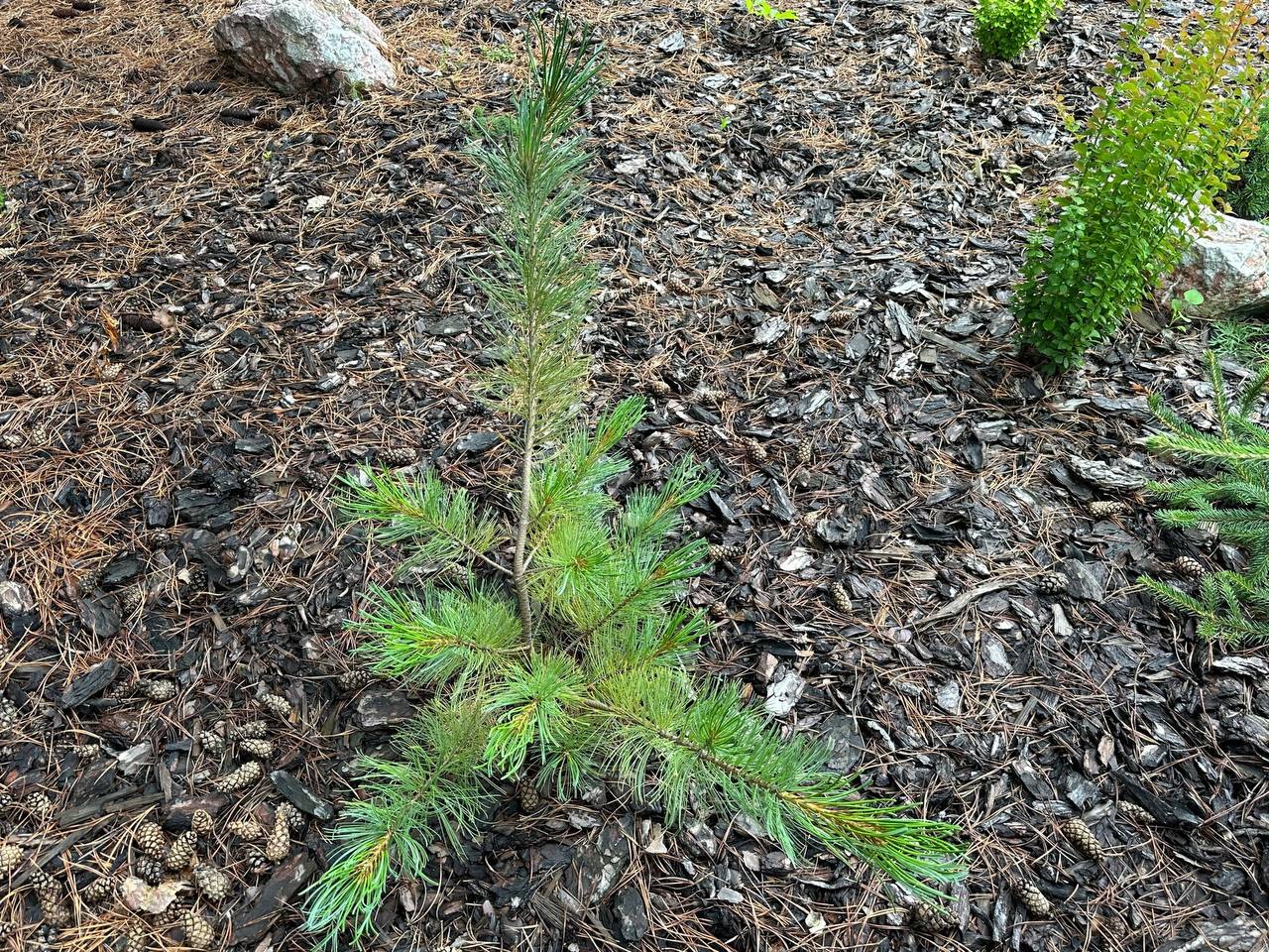Pinus pumila ‘Globe’ Сосна кедровая стланиковая