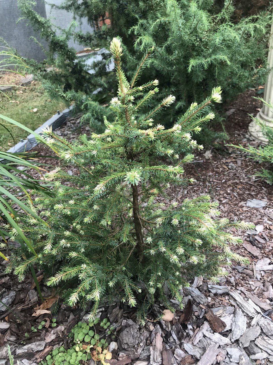 Picea omorika 'White Tops'
