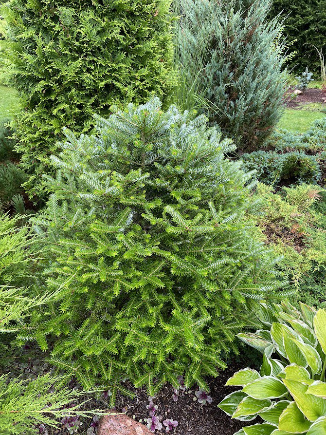 Abies koreana ‘Silberlocke’