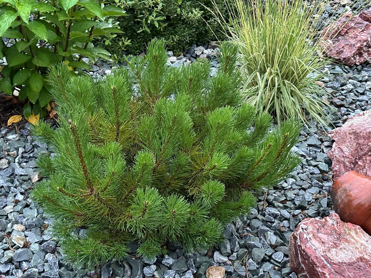 Pinus mugo 'Filip's Gold Dust'