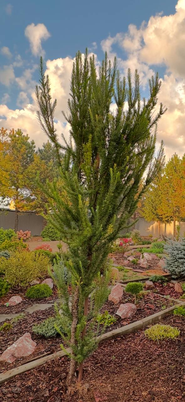 Larix kaempferi Jakobsen`s Pyramid