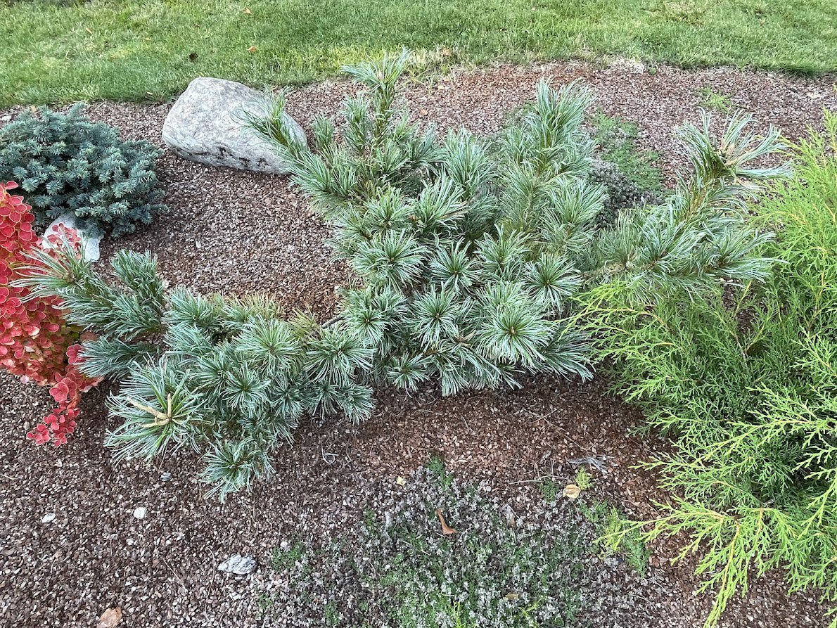 Pinus pumila ‘Globe’