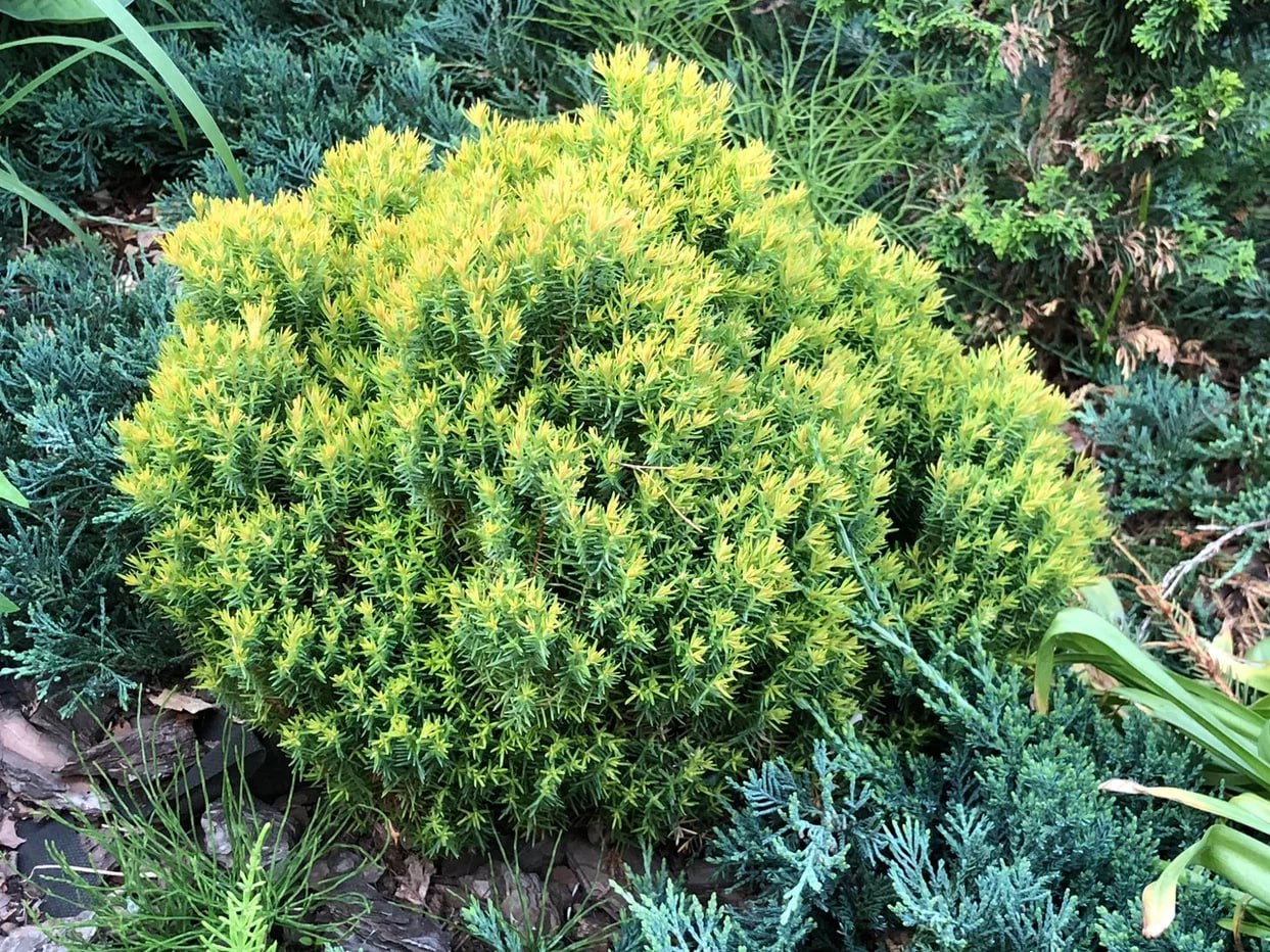 Thuja occidentalis 'Anniek'