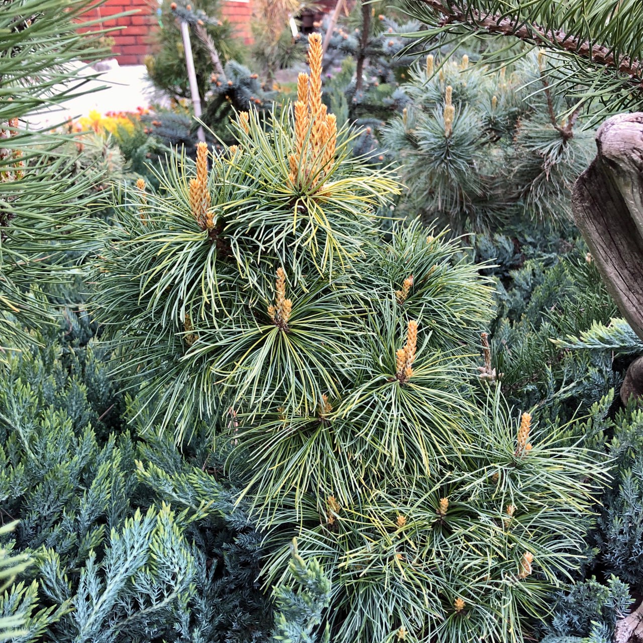 Pinus parviflora ‘Goldilocks’