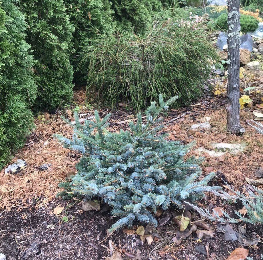 Picea x mariorika 'Machala'
