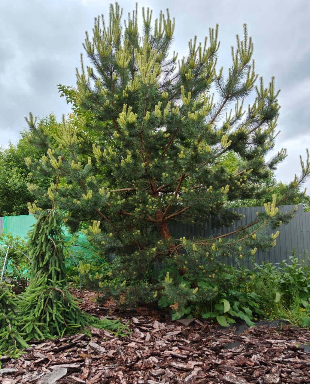 Pinus sylvestris 'Candlelight’