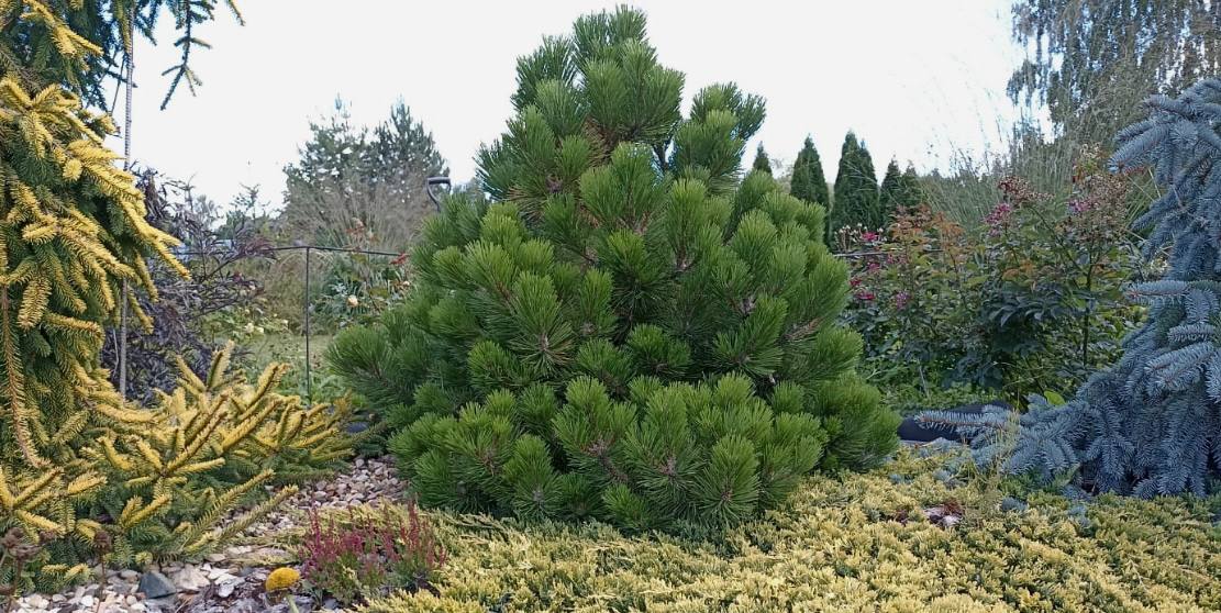 Pinus nigra ’Helga’