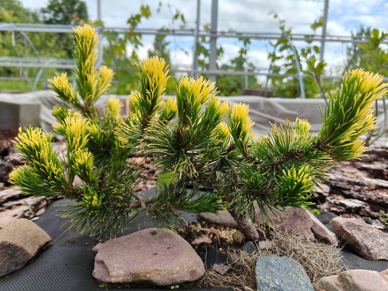 Pinus mugo ‘Golden Flash’