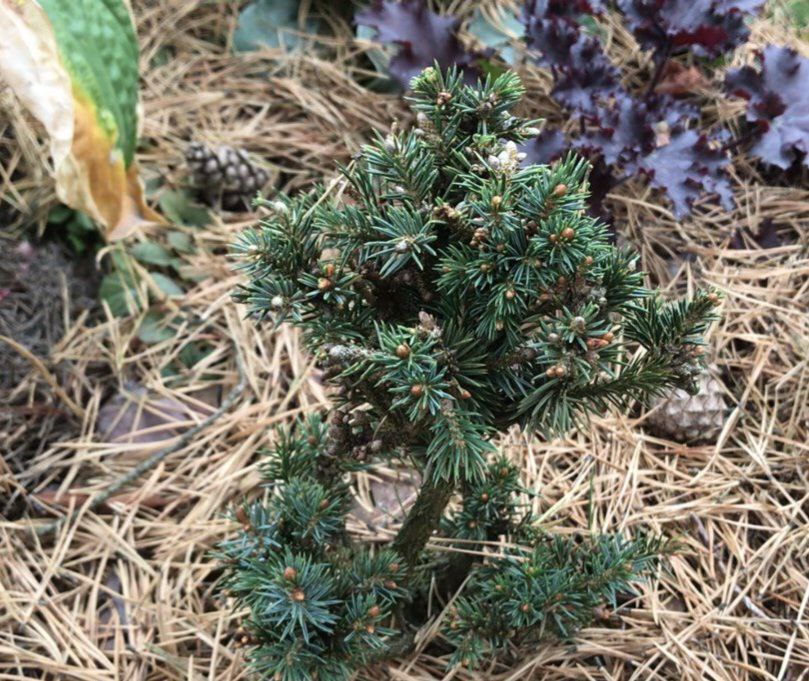 Picea sitchensis 'Sugar Loaf'