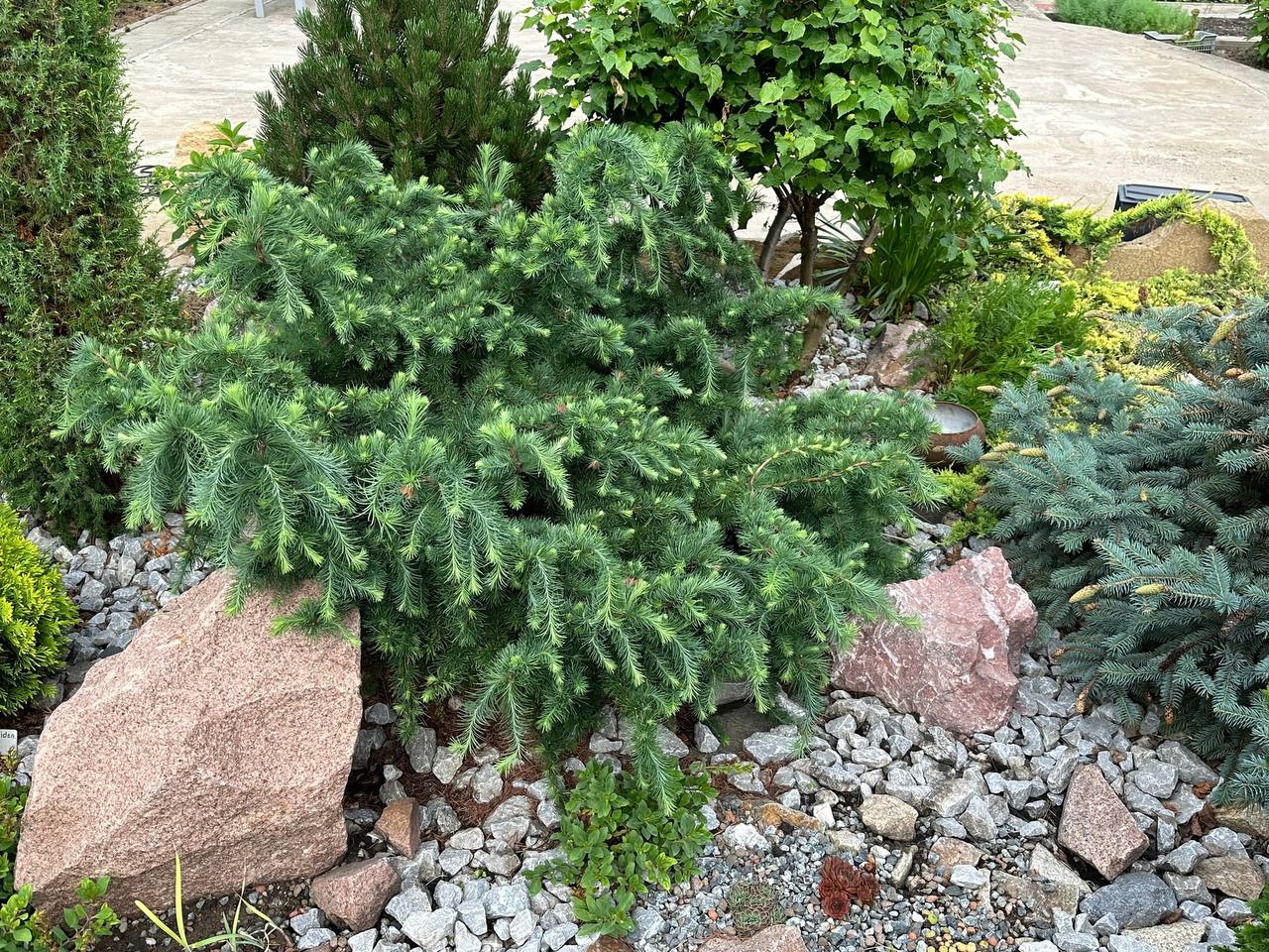 Larix kaempferi 'Little Boggle'