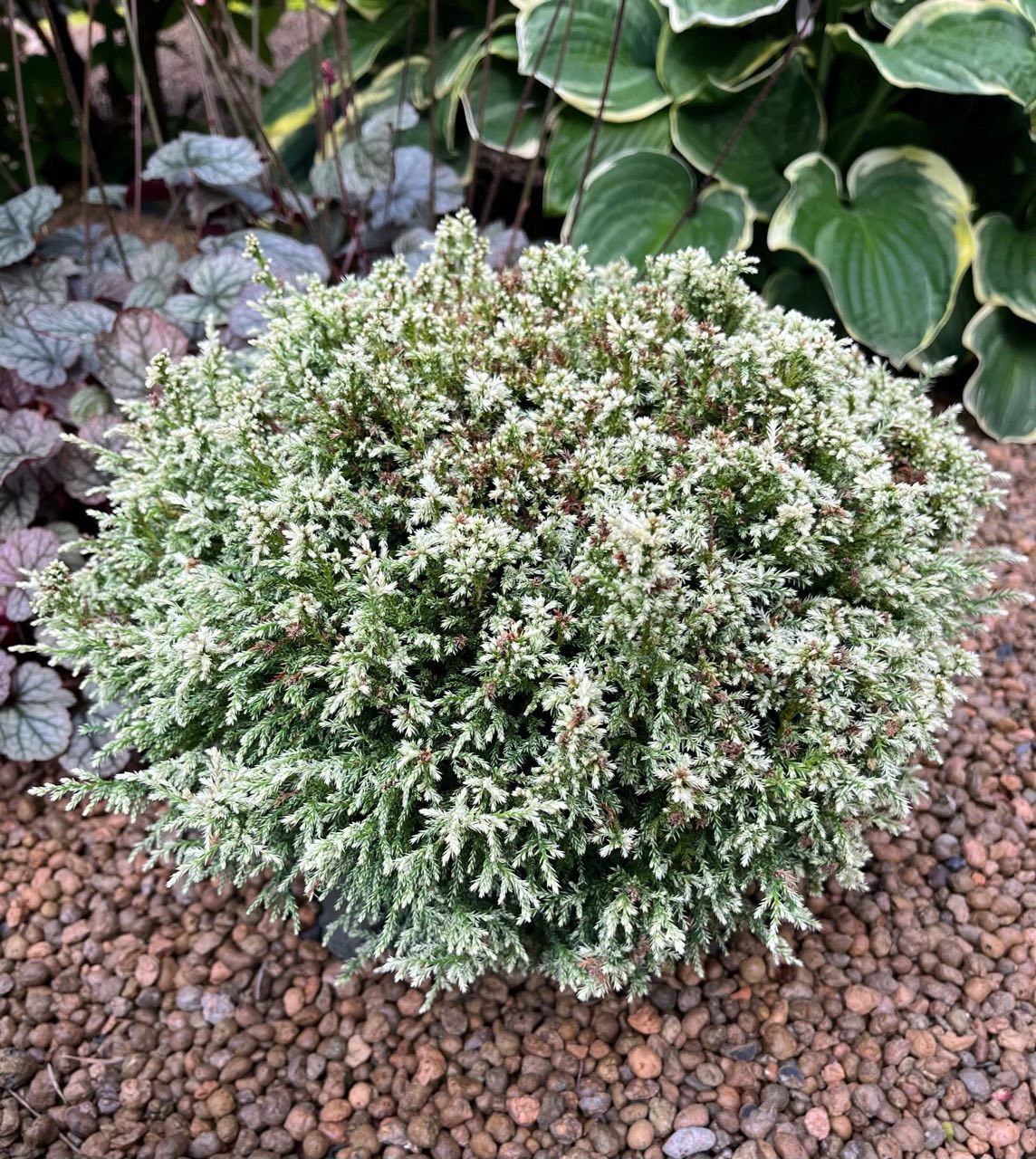 Chamaecyparis pisifera 'Snow'