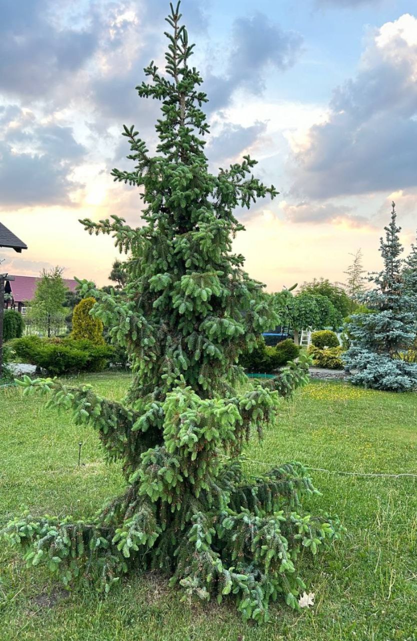 Picea omorika 'Bruns'