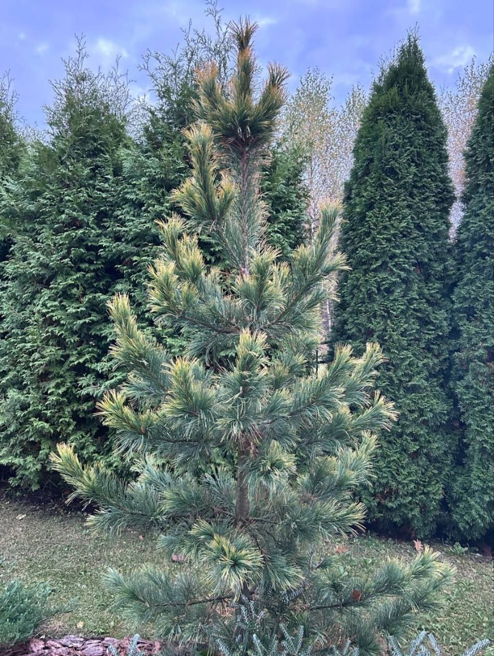 Pinus cembra 'Aurea'