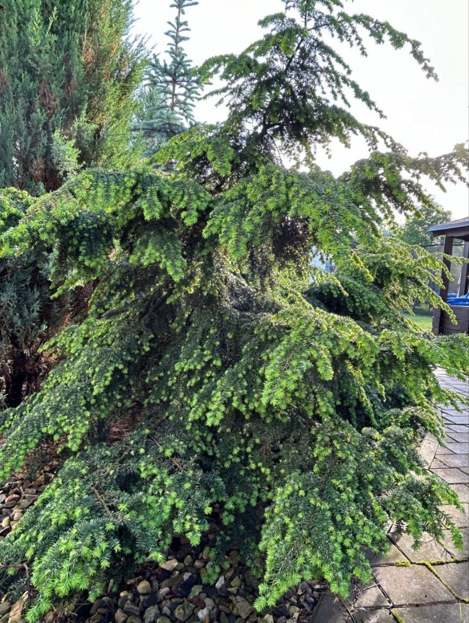Tsuga canadensis 'Fantana'