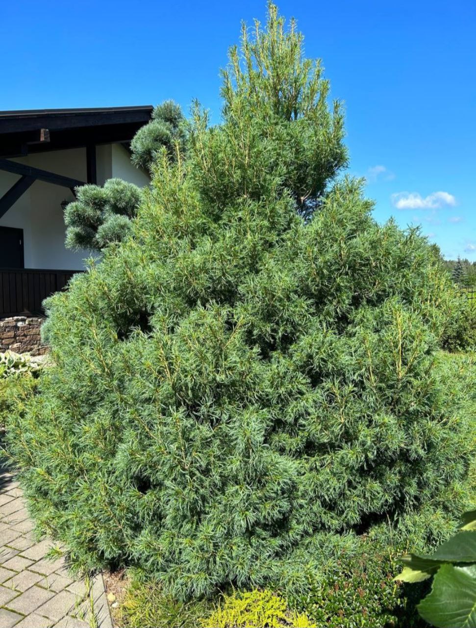Pinus strobus 'Tiny Curls’