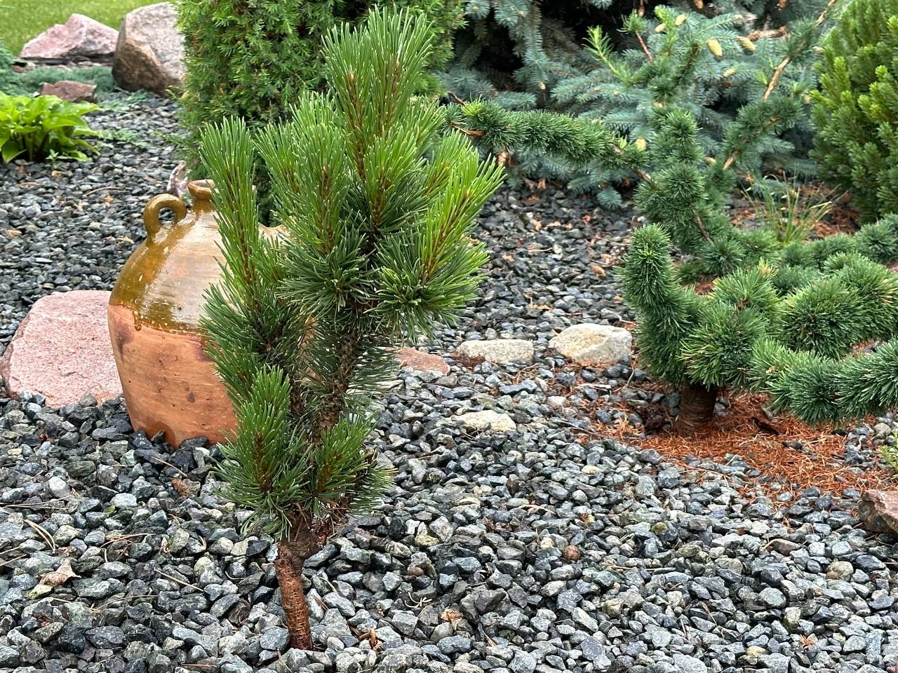 Pinus mugo ‘Andrzej’ Сосна горная