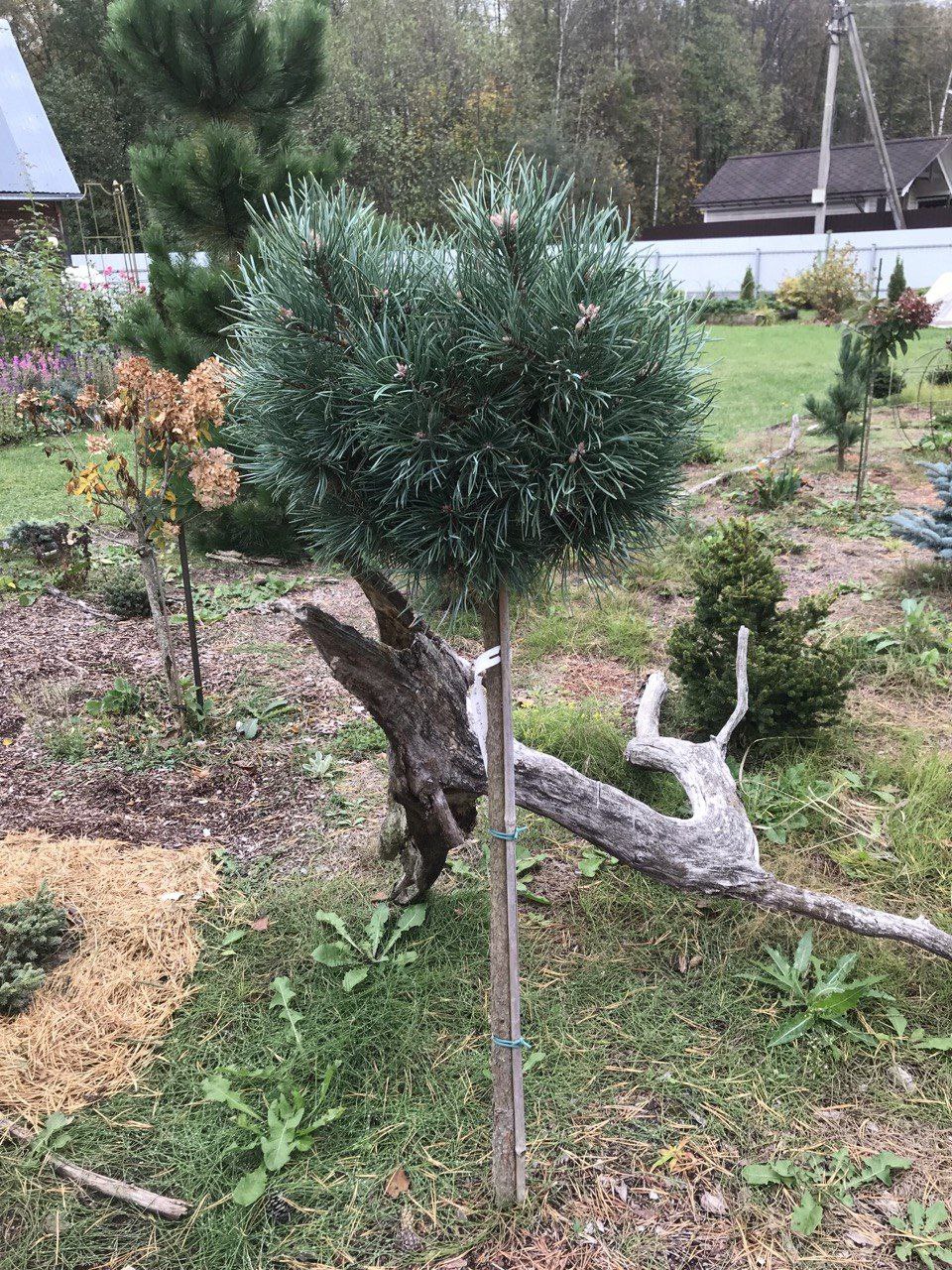 Pinus sylvestris ‘Frensham’