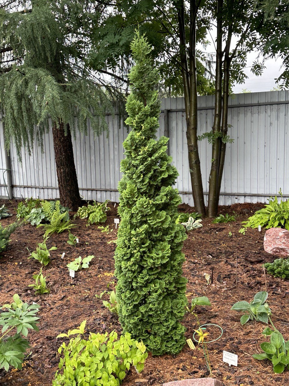 Thuja occidentalis ‘Brobecks Tower’