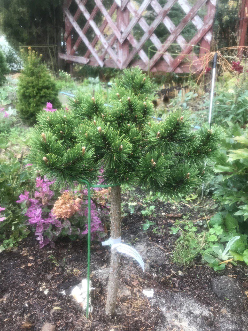 Pinus mugo 'Humpy'