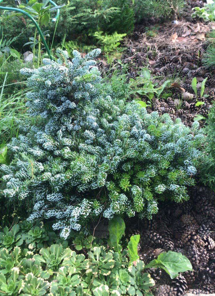 Abies koreana 'Kohout's Icebreaker'