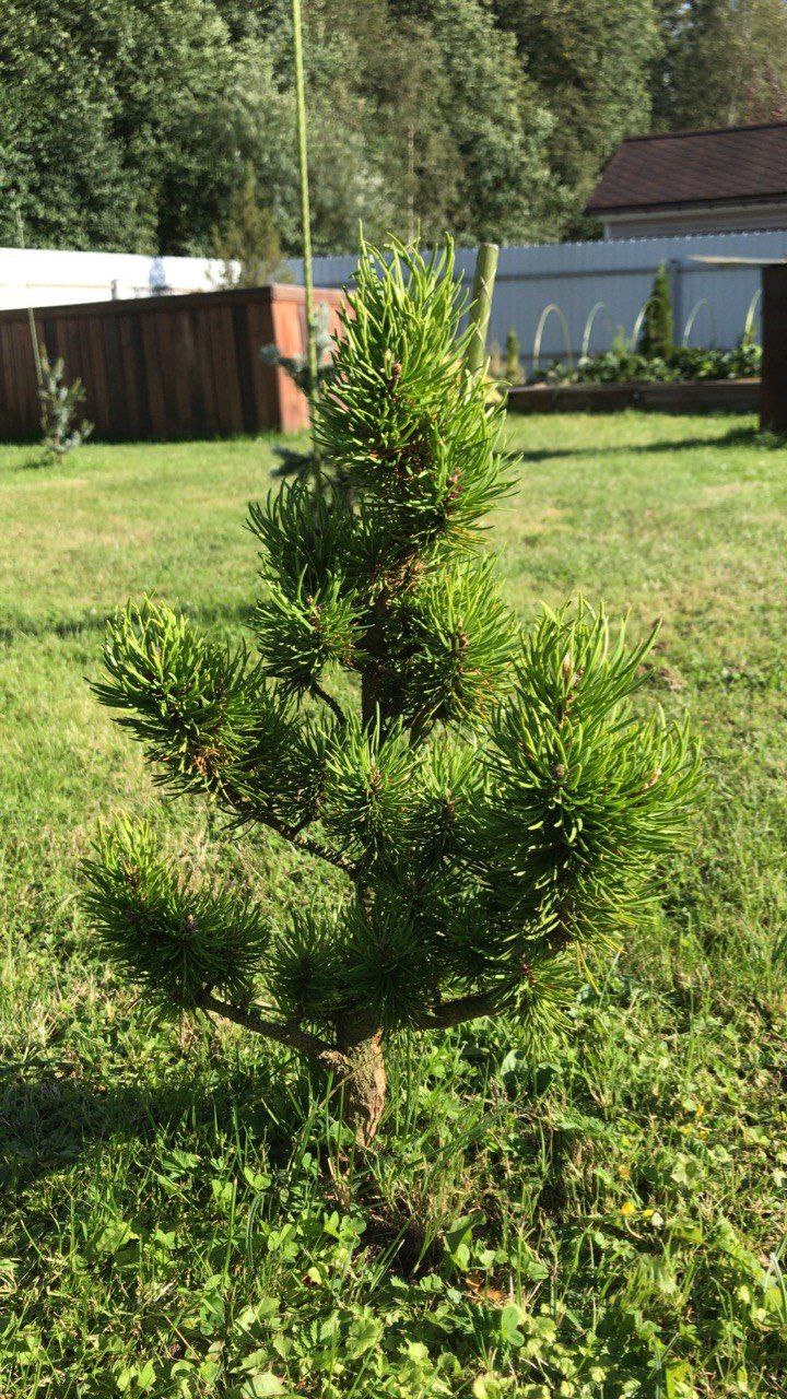 Pinus banksiana 'Banska Stiavnica'