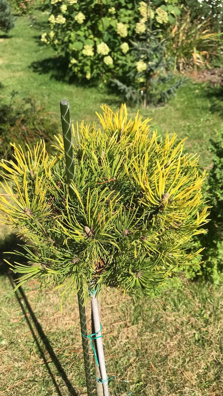 Pinus mugo 'Nana Balcanica Aurea'