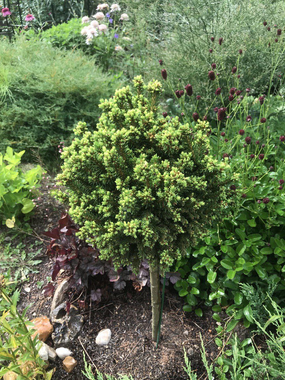 Picea abies 'Van Bemmel's Dwarf'