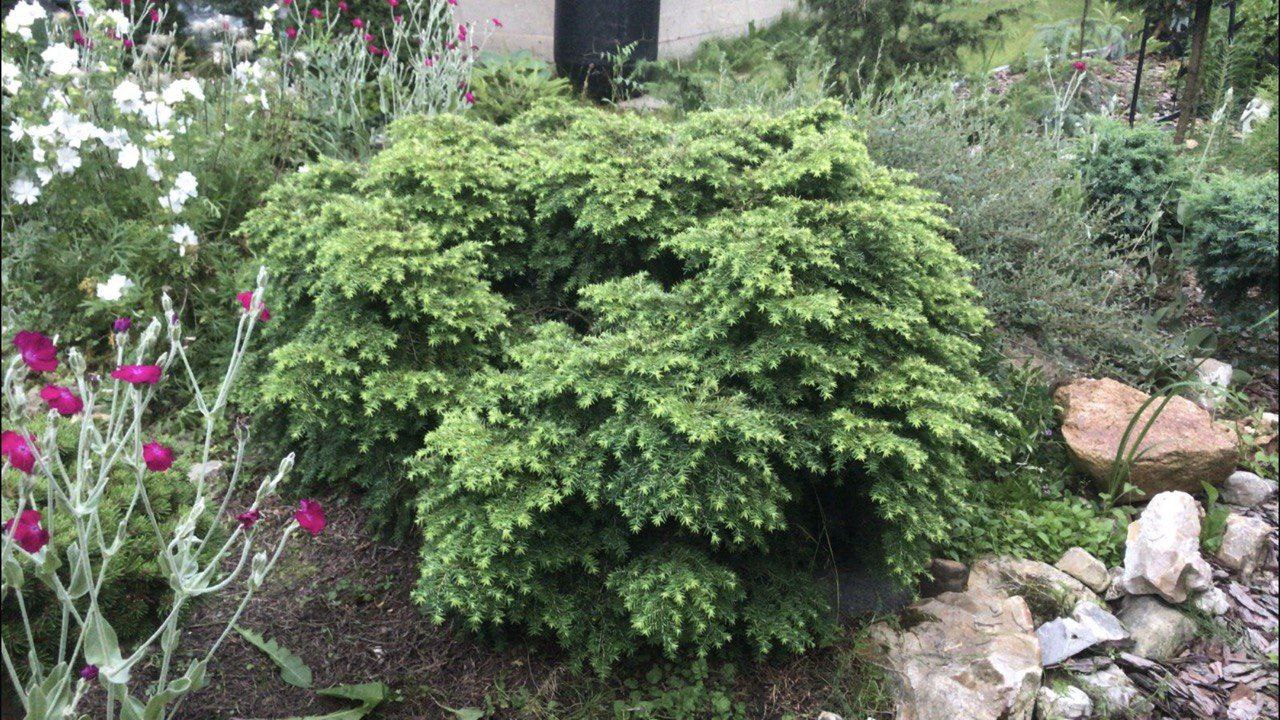 Tsuga canadensis 'Jeddeloh'