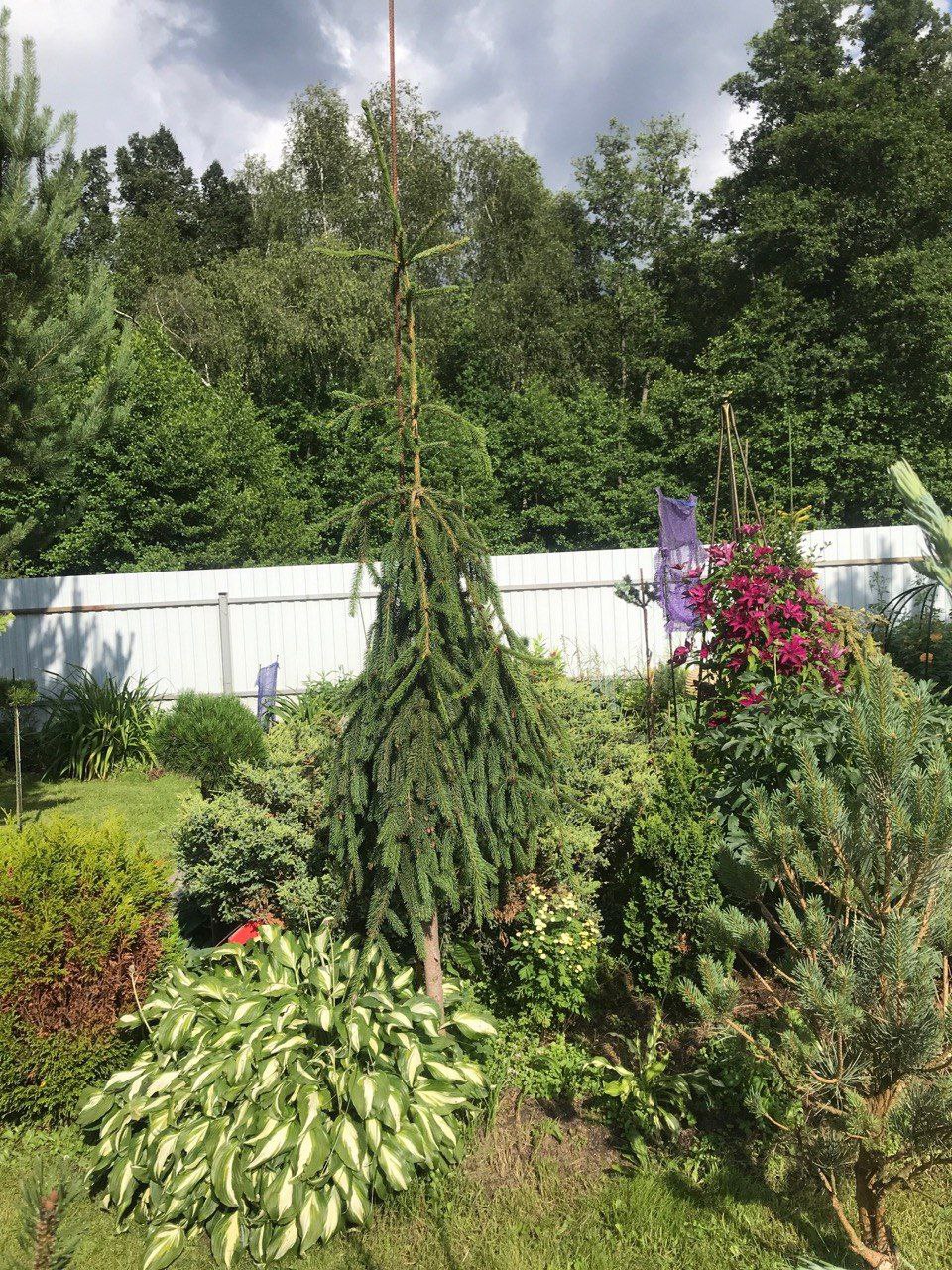 Picea abies 'Loreley'