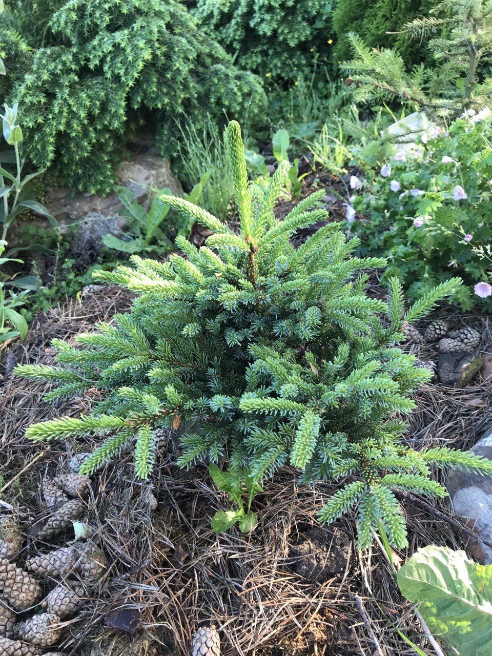 Picea glehnii 'Chinese Marl'