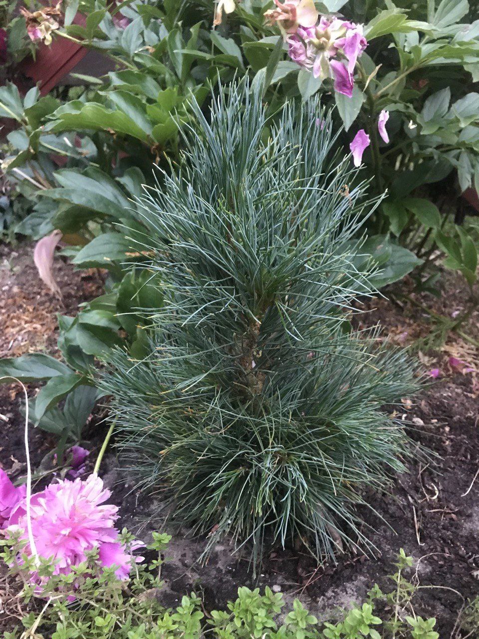 Pinus peuce 'Arnold Dwarf'