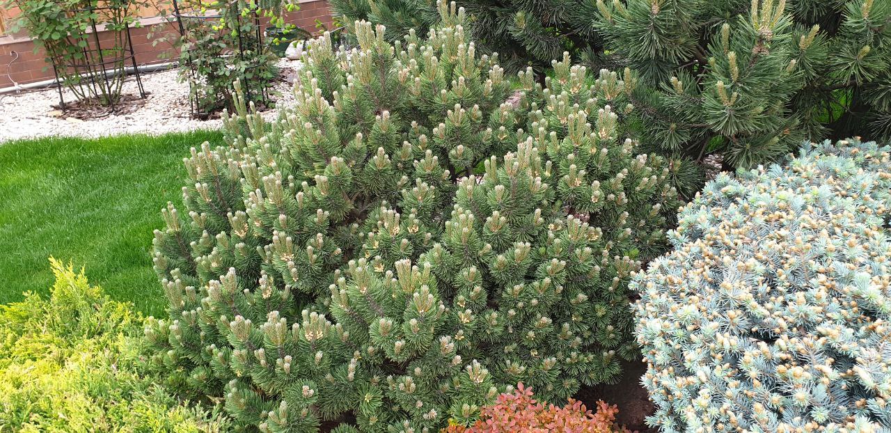 Pinus mugo 'Sherwood Compact'