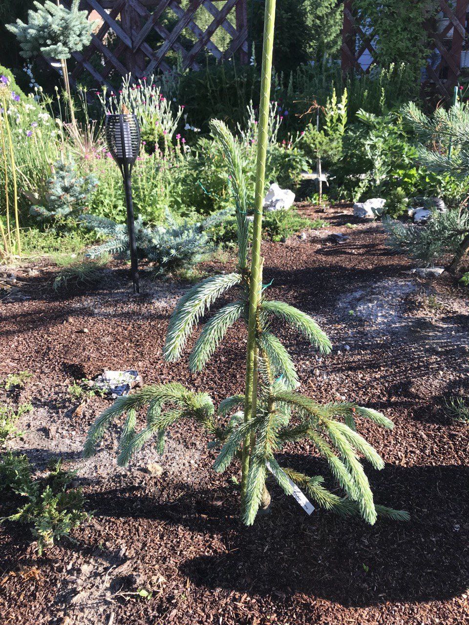 Picea engelmannii var mexicana 'Pervana'