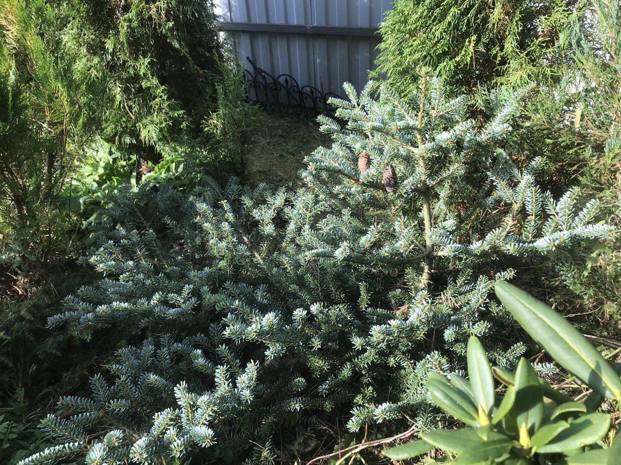 Abies koreana 'Blue Emperor'