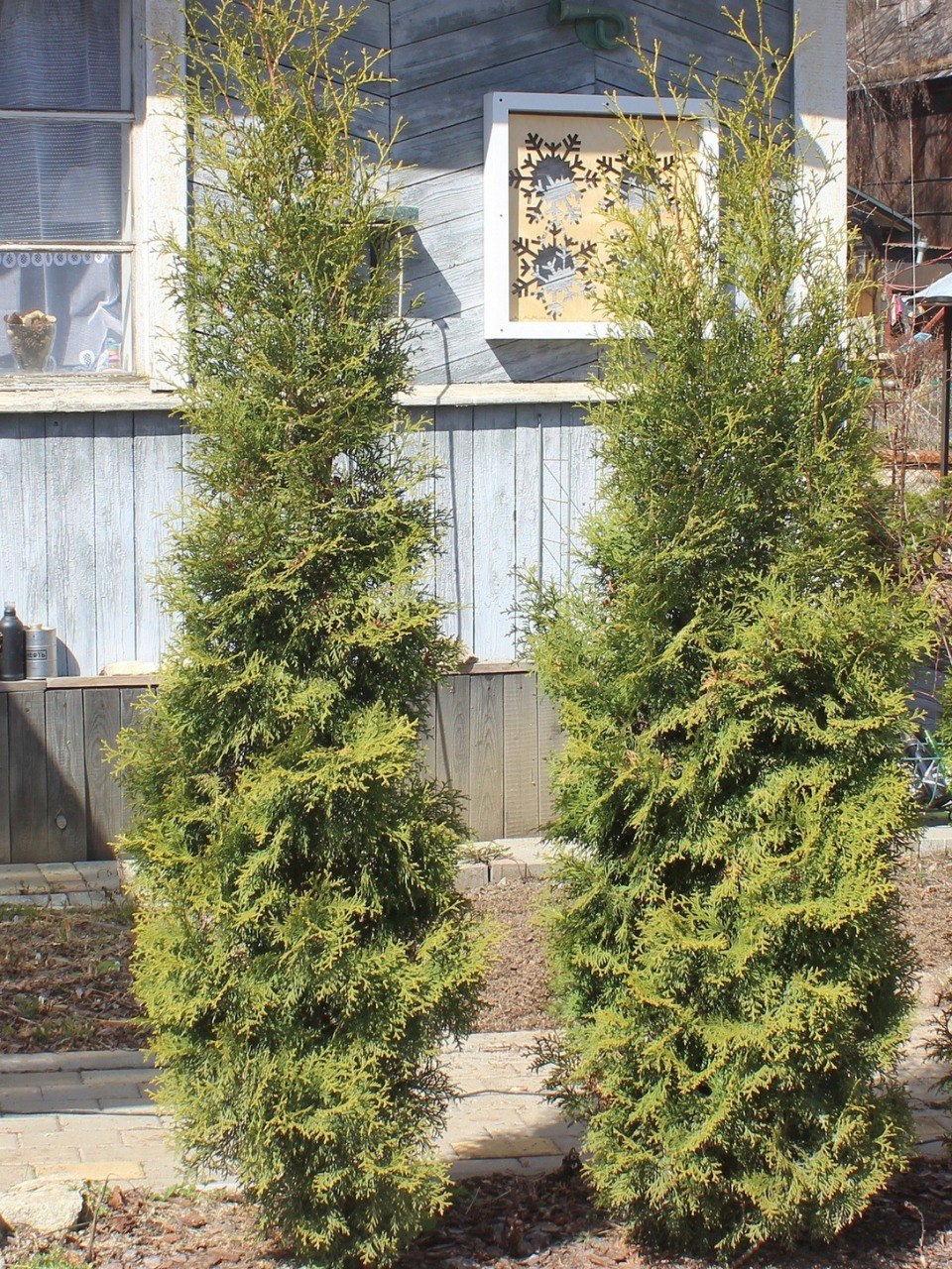Thuja occidentalis 'Malonyana'