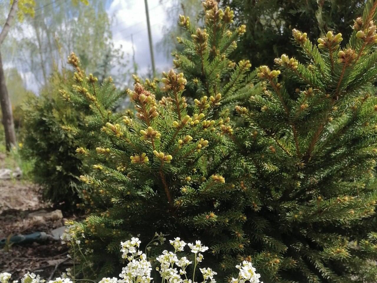 Picea abies 'Köln' ( Picea abies 'Koln' )