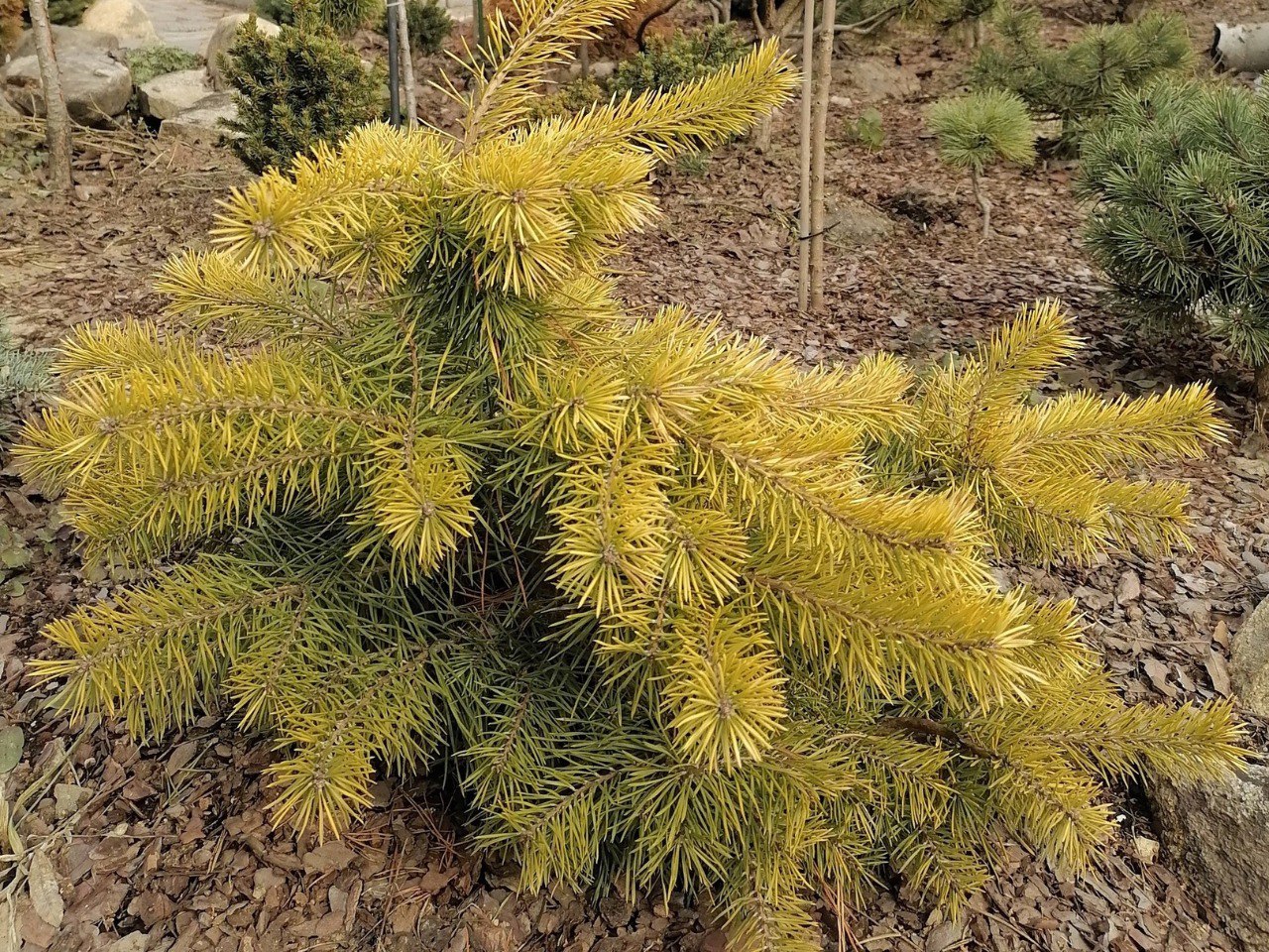 Pinus sylvestris 'Trollguld'
