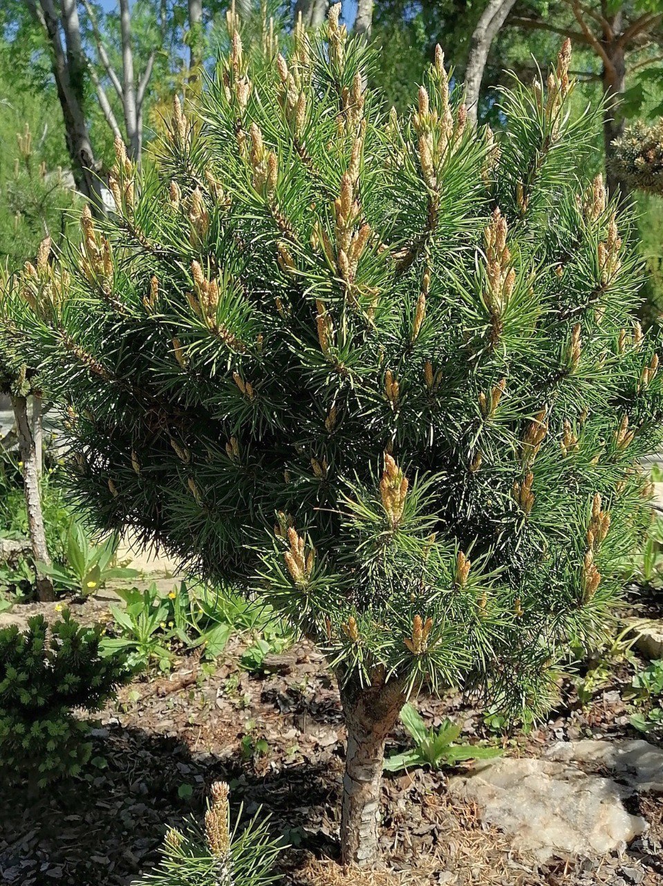 Pinus banksiana 'Manomet'