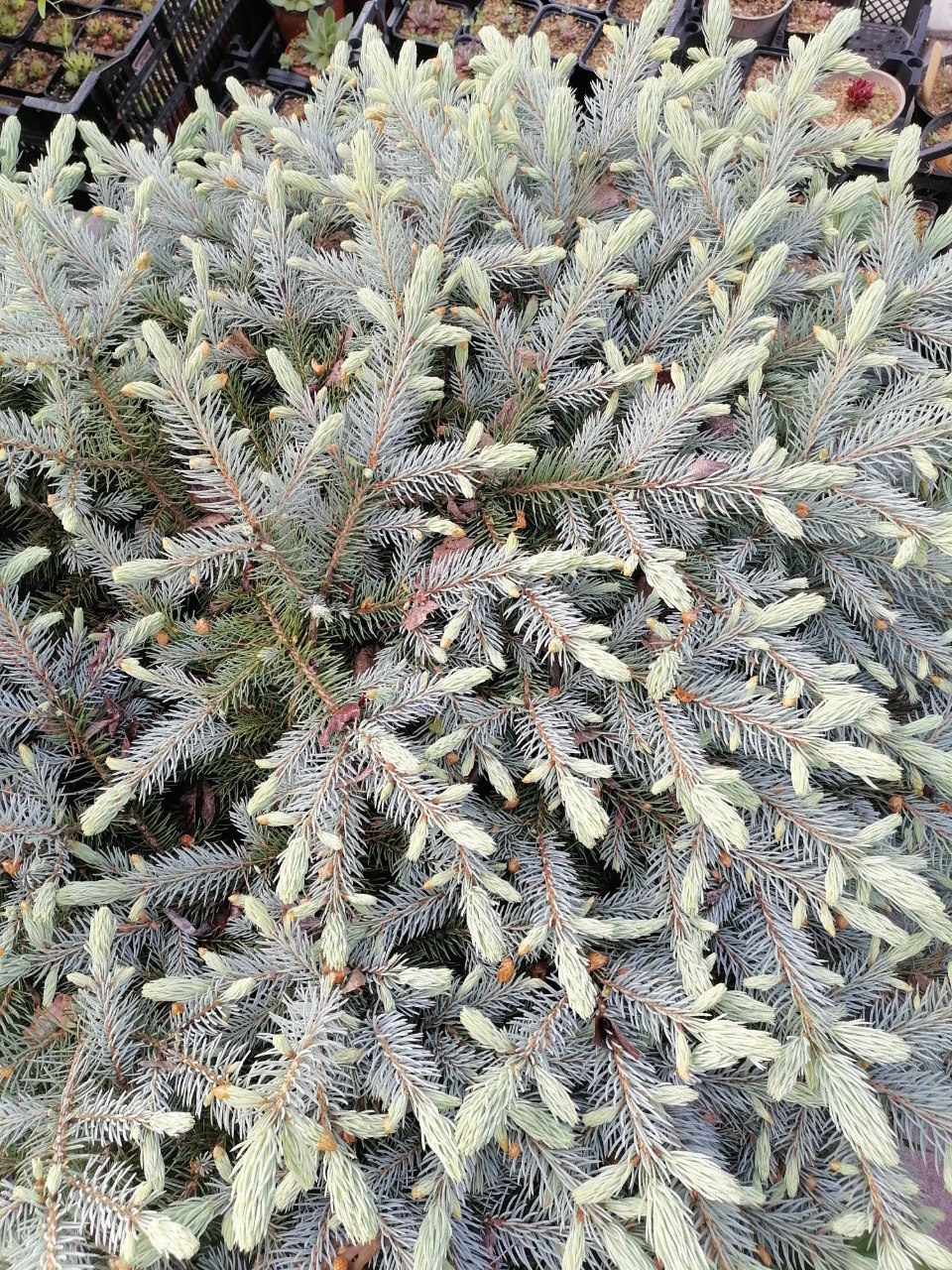Picea pungens 'Faina'