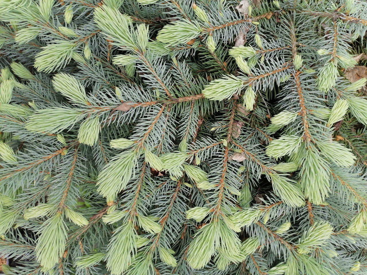 Picea pungens 'St. Mary's Broom'