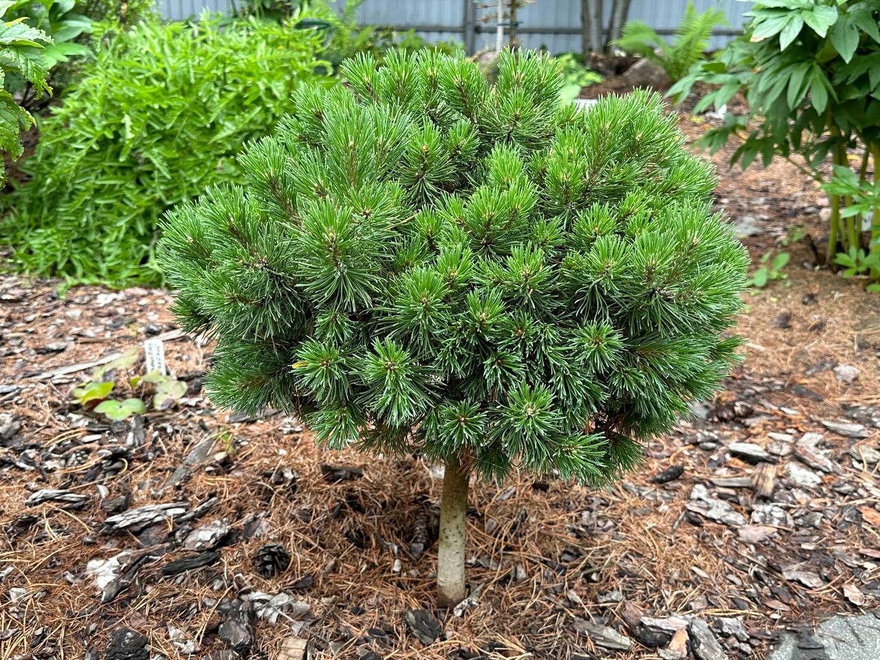 Pinus mugo 'Filip’s Little Amigo'