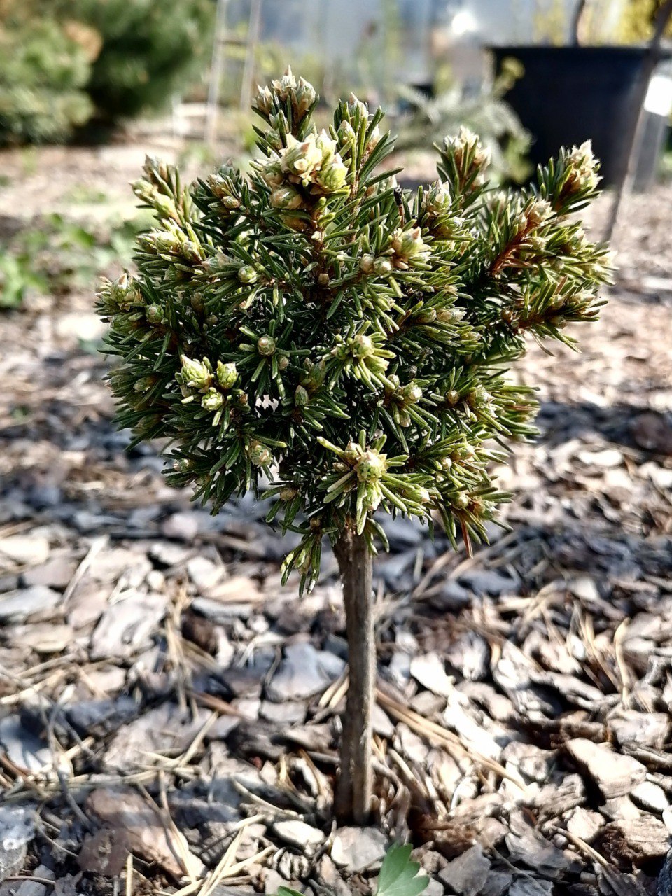 Picea obovata 'Kandinka'