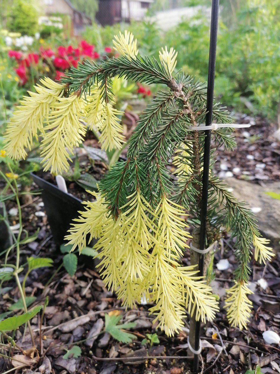 Picea abies 'Haapasten Kulta'