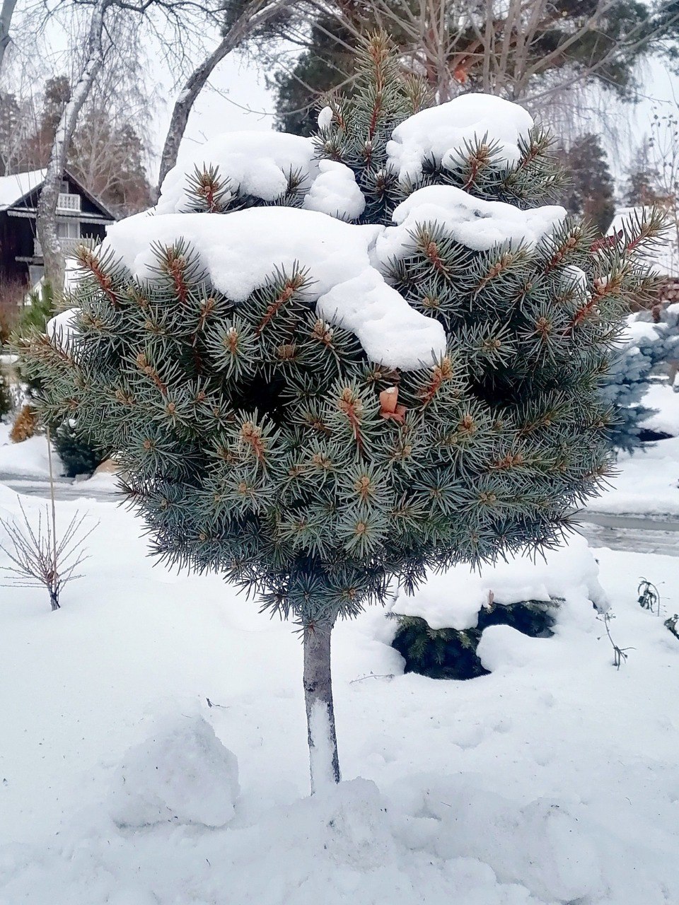 Picea pungens 'Piedra'